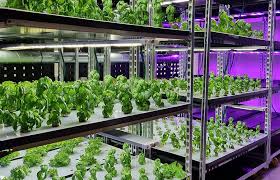 Vertical Farming